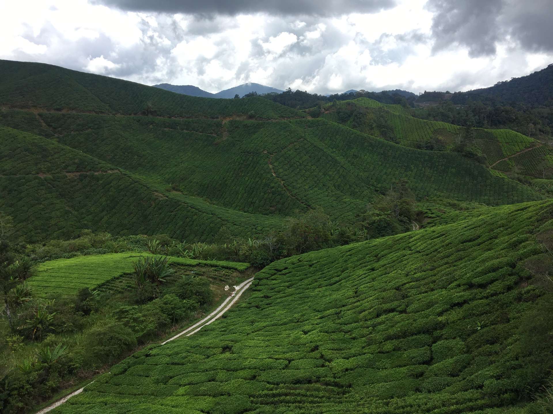 Cameron Highlands Maleisi&euml;