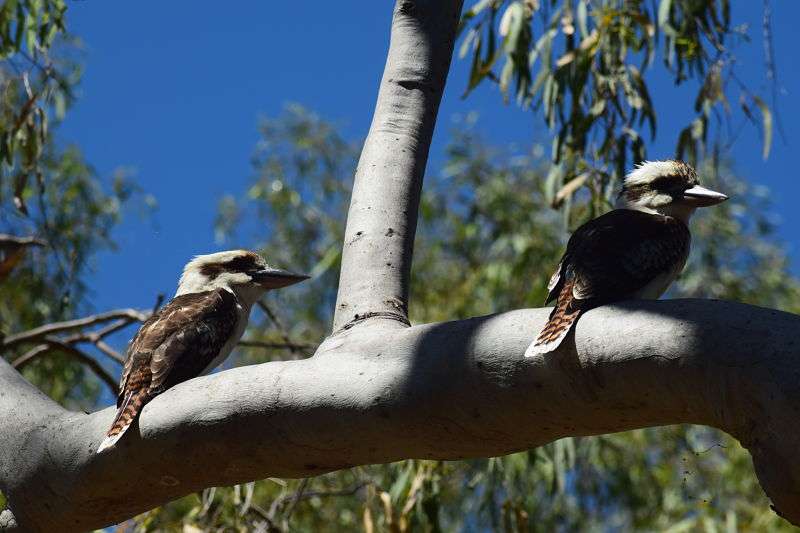 kookaburras australië