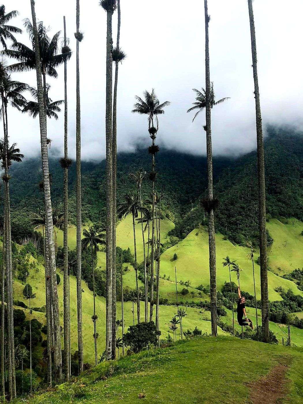 Palmbomen Cocora Colombia 