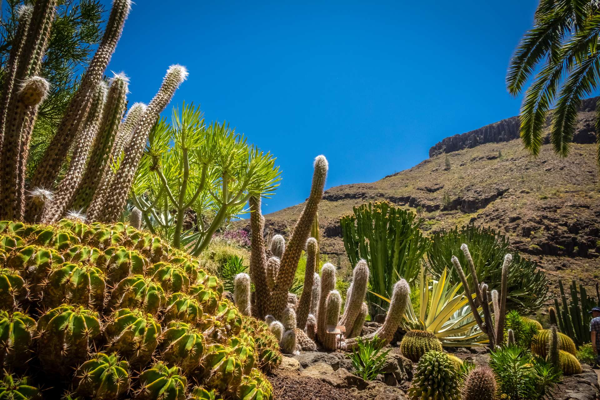 Spanje Canarische Eilanden Gran Canaria cactus garden