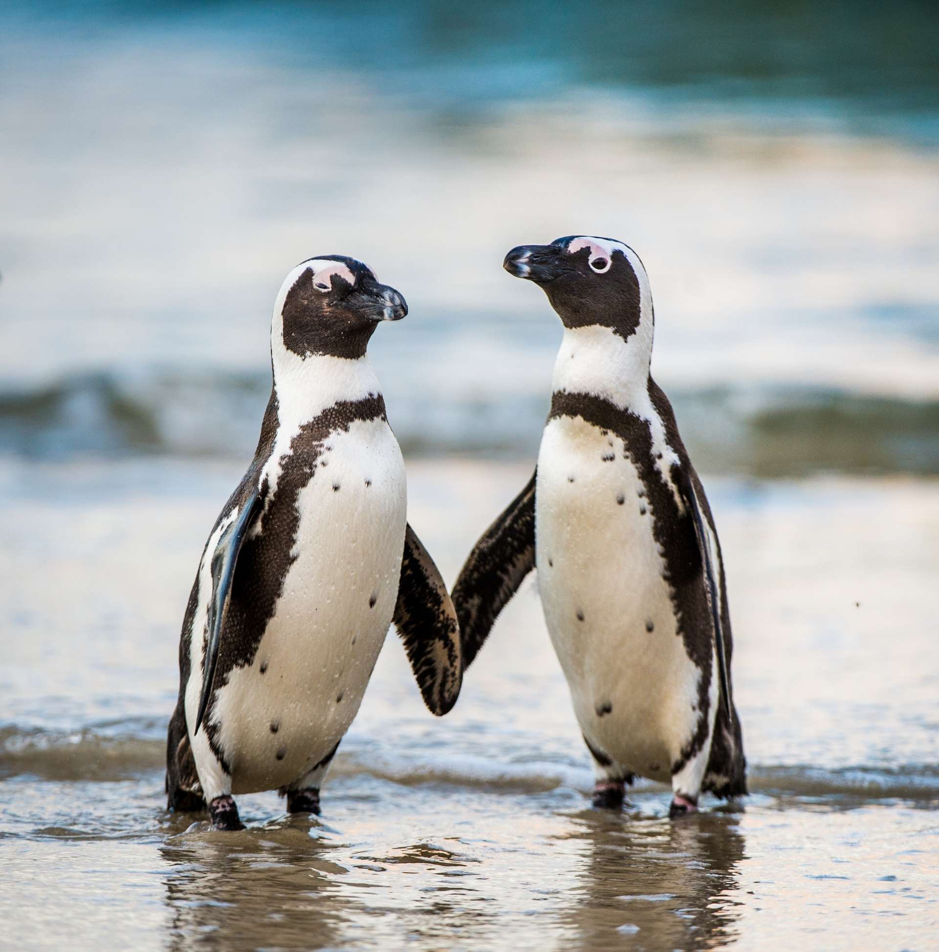 Zuid Afrika penguins